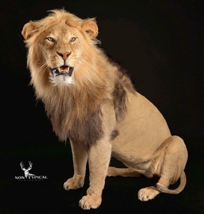 African Lion, relaxed open mouth, left turn, sitting - Lifesize 
